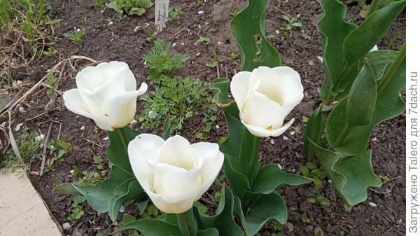 Белые тюльпашки оказались упорными, хоть в высоту так и не выросли