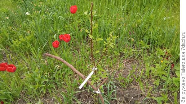 Груша определённо принялась и  вовсю зеленеет, но её вроде как тоже кто-то обгрыз