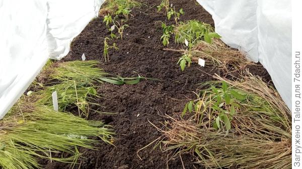 Помидоры забыла сфотографировать в процессе, так что пришлось совать голову под лутрасил, как старинному фотографу с магниевой вспышкой