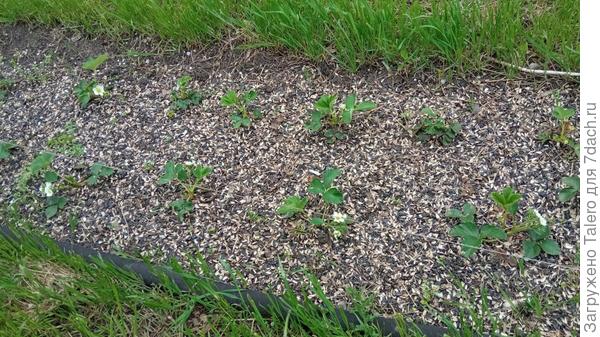 Клубника вовсю цветёт, даже самые чахленькие кустики