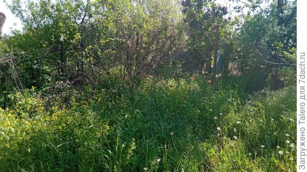 Ещё одно страшное место: угол, заваленный спиленными ветками и заросший тюльпанами, нарциссами и травой