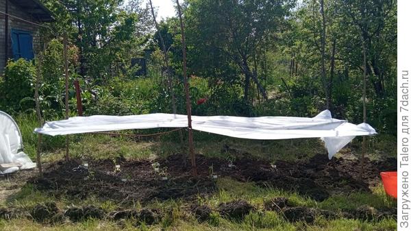А так выглядит продолжение этой грядки: солнце немилосердно к бедным росткам, да и градом наа днях грозятся