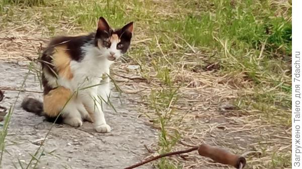 Котейка приходила. А у меня из еды только кофе «три в одном»!