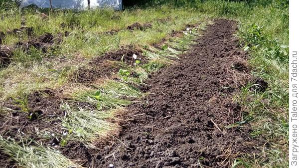 Последнее свершение: ряд баклажан, рядом с ними — ряд белой кукурузы. Есть ещё место под что-то — капусту?