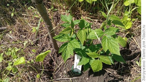 А это, для сравнения, посаженная в мае «Зюгана», которая сразу принялась