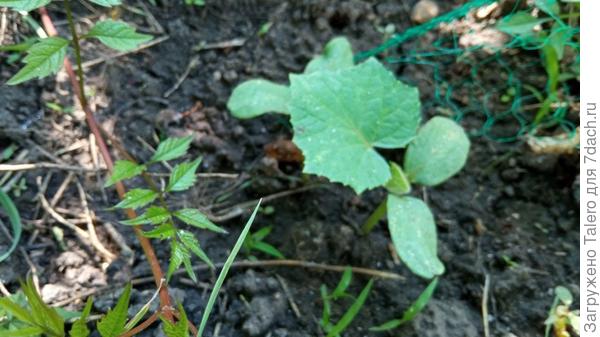 Веточка в кадр попала с молодыми листиками