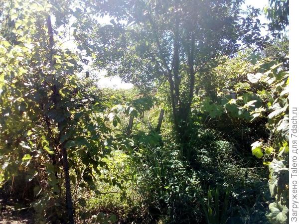 Кампсис — это то, что прямо