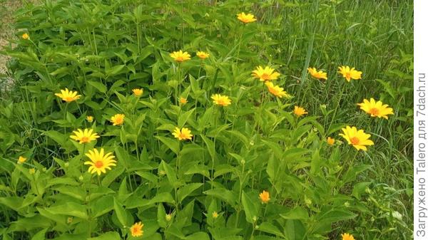 Жёлтенькие, противные!