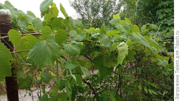Все свои урожаи коварный виноград решили припрятать от меня подальше — на самый конец участка, куда давно коварно проложил плети