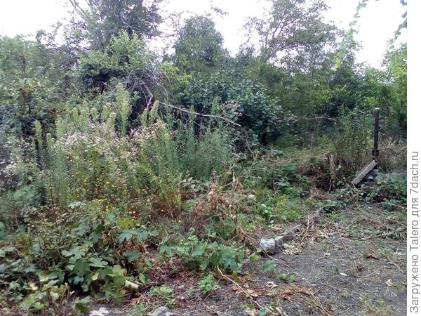 Палисадник год назад: старый хозяин тут чуток поборолся с травой, чтобы можно было хотя бы зайти