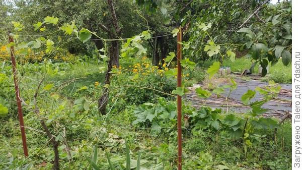 Примерно так это выглядит после всех болячек и обрезок, совсем чахлый)) Я его осенью отвязываю и обрезаю, но закапывать у нас мало кто закапывает. Разве что сортовые на зиму точно укрою, а остальной видно будет.