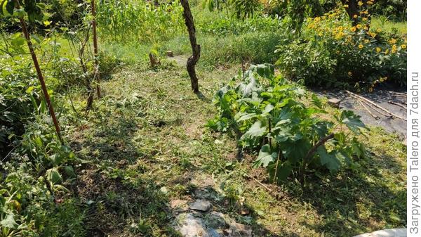 Тот самый «кустовой огурец» уже вовсю приносит кабачки