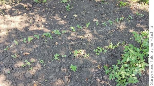 Это взошли посаженные на днях огурцы и редис, по идее до холодов ещё успеют что-то выдать. А справа — высаженные пасынки, это как, уже четвёртый сорт?