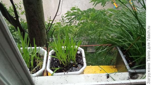 А это — летний град, он в жаре мгновенно тает, но можно оценить масштаб градин в кошачьем овсе