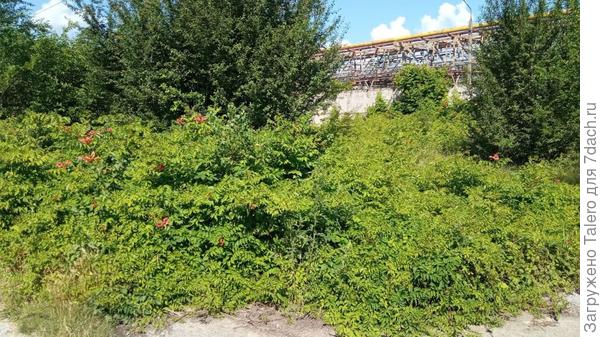 А напоследок — бытовая сценка по дороге. Кампсис полностью покорил заброшенный участок и уже пошёл на рейдерский захват завода