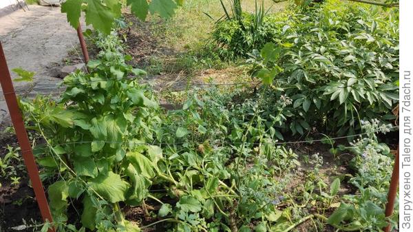 На фоне пионов, бораго, мяты и сорняков можно рассмотреть тощие прутики с отдельными листками — это и есть выживший сортовой виноградик