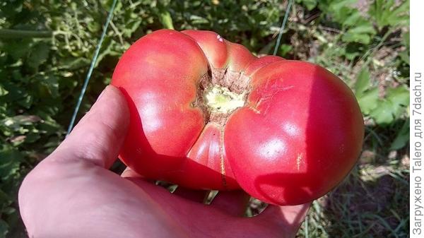 Историческое фото: первый выращенный мной помидор!