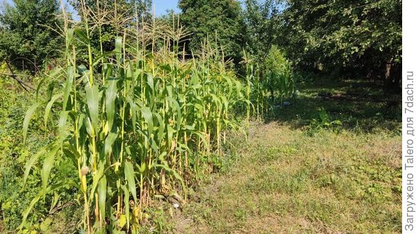 Кукуруза тоже радуется жизни. Это уже поздние посадки, раннюю мы уж съели