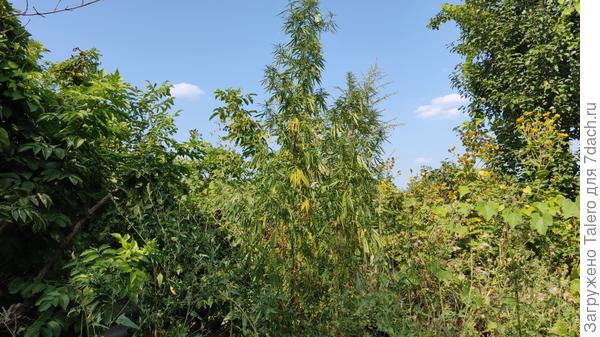 Как по мне - дура бесполезная))