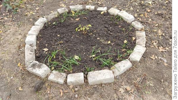 А по краю перетащила мускари, они как раз решили зазеленеть на зиму глядя