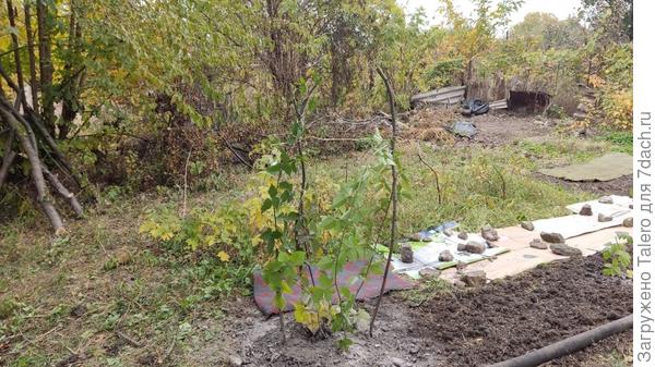 Ежевику выкопала у соседа, она там чахла в бурьянах