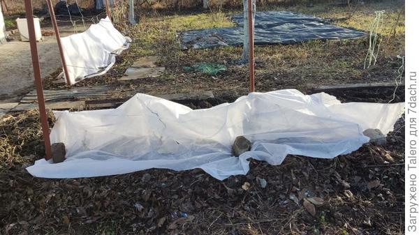 «Поперечный» виноград тоже будет в окружении тюльпанов, нарциссов, мускари и прочего. Пока он распустится, всё это уже отцветёт
