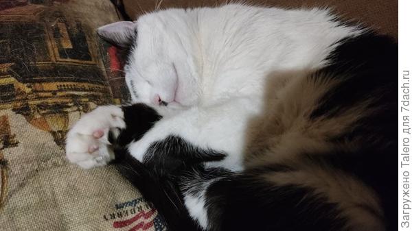 Котик демонстрирует, чем надо заниматься зимой