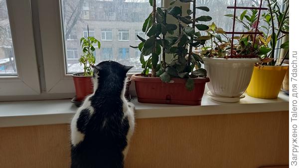Один помидор торчит тут с прошлого года