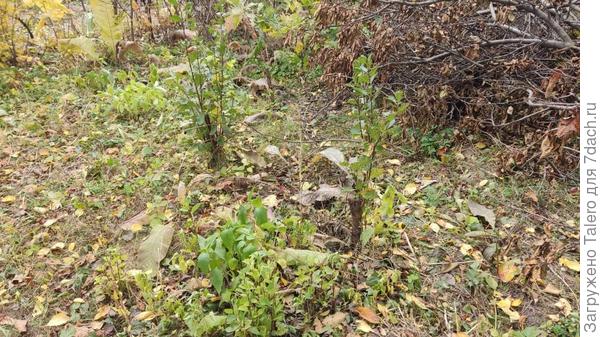 Мелкие скашиваются, и их не видно, но корни-то все в земле и вылезают заново