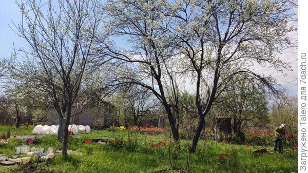 Вот так вот всё цветёт и зеленеет