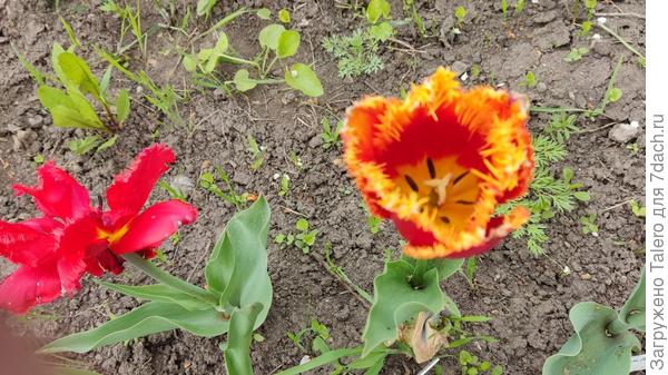 Fabio оказался не в фокусе