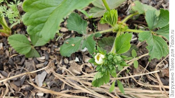 А между тем где-то на грядке...