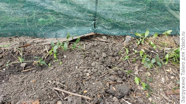 Барвинок пока грустнявый, но я в него верю