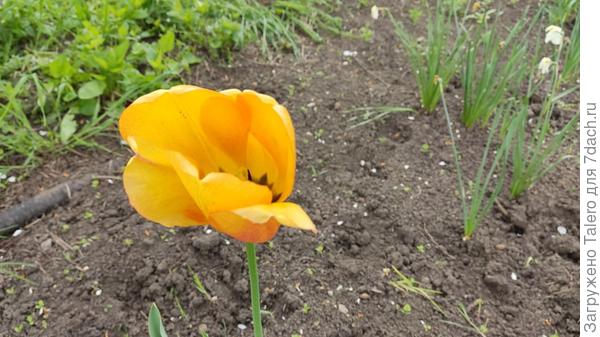 А напоследок — грустный тюльпан, который торчит одиноко посреди будущей грядки