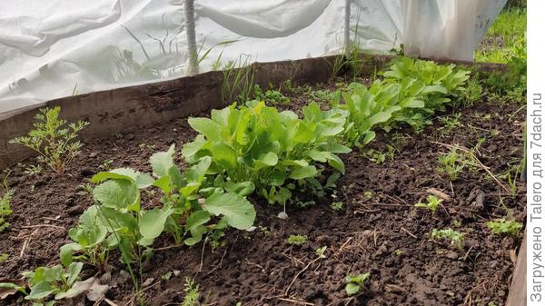 Уже сорвала три редиски!