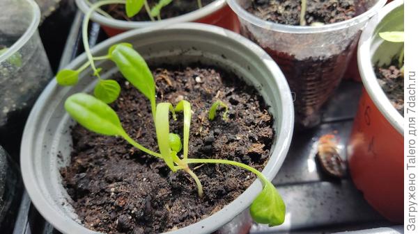 В кадр попал майский жук — они регулярно проникают в квартиру, радуют котов и бесполезно умирают где попало