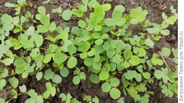 Или это вообще сныть и я её впервые увижу?