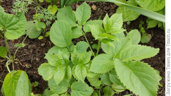 Он же в молодости. Это правда пастернак и его можно есть?