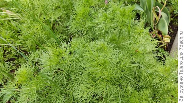 Она же поближе, вроде как бутоны появляются?