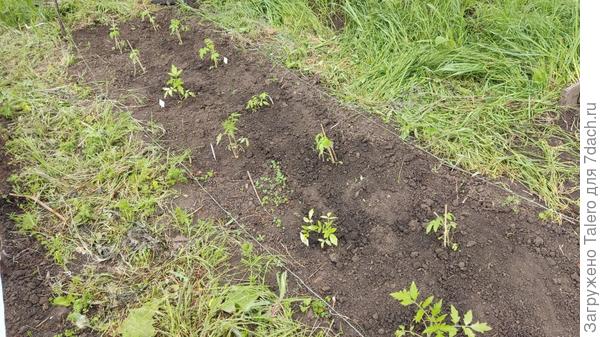 Дозаполняла ещё одну, четвёртую грядку томатов
