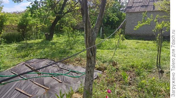 Сын не только бочку привёз, а ещё и, пока отдыхал на даче, покосил траву и даже сумел оставить в живых старую клубнику и кой-какие цветочки!