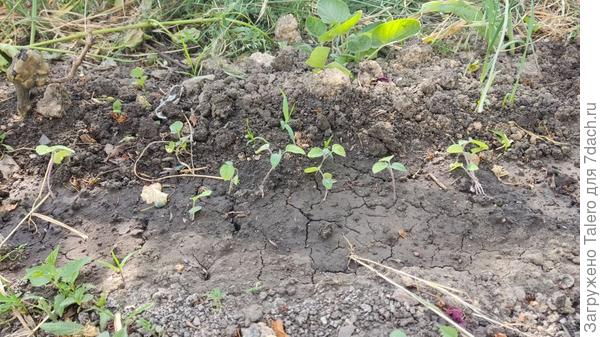 Тут вот отлично видно всё многоцветье политой, подсохшей и высохшей вдрабадан земли