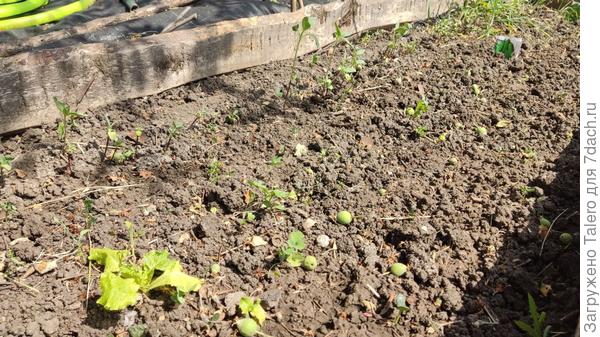 Если очень-очень внимательно присмотреться, то можно разглядеть несколько ростков огурцов — это с двух линий весьма плотной посадки!