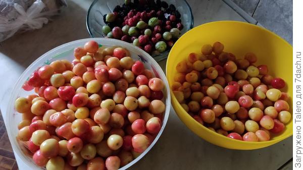 Нарвала у Семёновны черешни: она ещё не до конца поспела, но уже гниёт на дереве, белая рядом вся сгнила, я не успела собрать. Столько лет растили деревья, а теперь никому не нужны