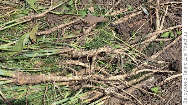Надеюсь, обломанные корешки не взойдёт на следующий год буйной порослью!