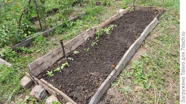 В процессе мне перехотелось весь рядок календулой засаживать