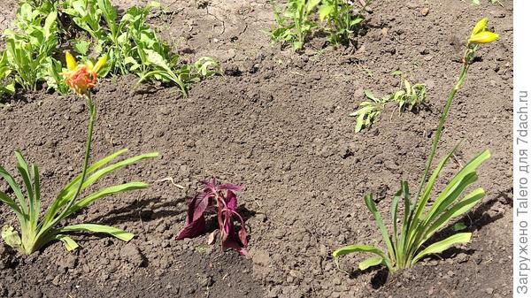 Красный амарант между ними недоволен переездом. А я вот недовольна тем, что он ровно посреди тропинки вырос, так что мы квиты