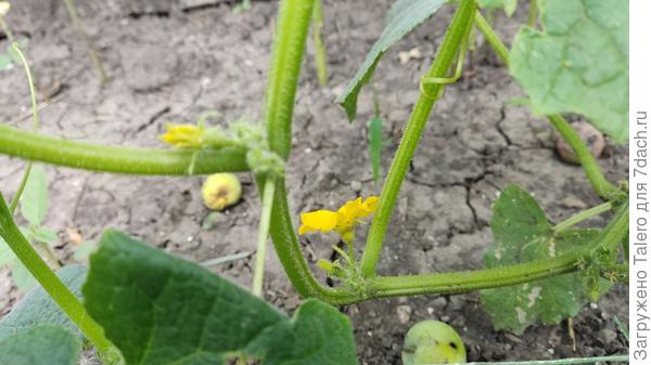 Многострадальные огурцы начали цвести, так, глядишь, и вырастет что-то