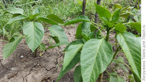 А вот перец (это же перец?) считает, что он и так прекрасен, и ни к чему ему пошлые цветочки