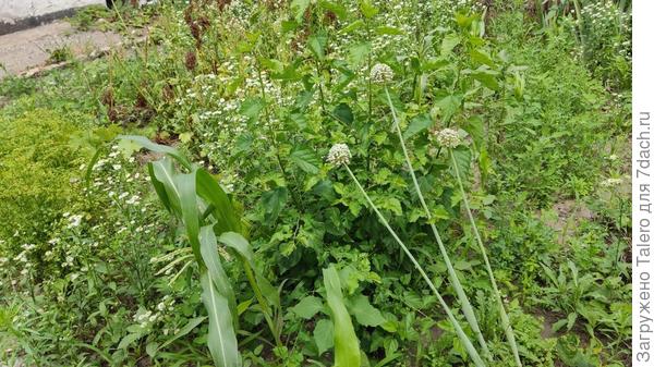 Рассмотреть её в сорняках непросто, но этим куском я буду заниматься только когда жара спадёт